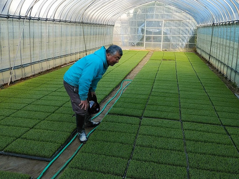 おかずのいらないコシヒカリ「つばめ返し」