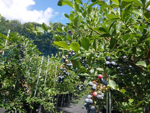 【びっくりする美味しさ】今が旬の樹上完熟ブルーベリー３００ｇ。