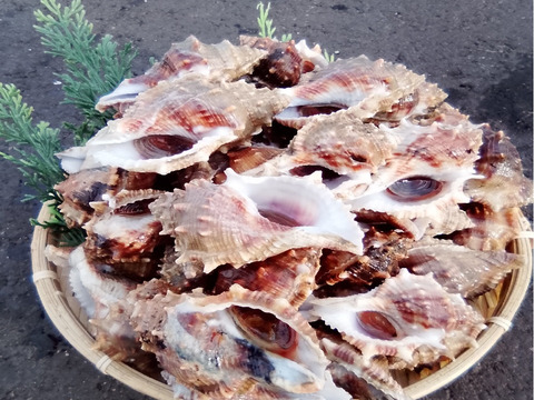 活ミヤコボラガイ　3ｋｇ