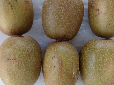 糖度２０度前後自然栽培レッドキウイ1キロとちょっと６０サイズ自然農法果樹園アイアイファーム　紅芯系キウイ果物