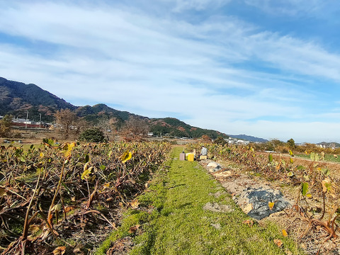 皮ごと茹でて✨美味しい ✨小ぶりな里芋1kg(セレベス:赤目芋)｜農家直送✅｜家庭用🎁❗️