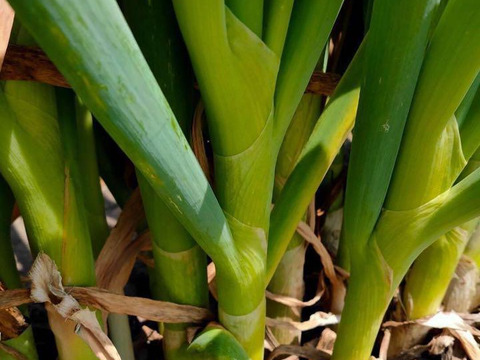 【クール便】たっちゃん農園の白ネギL 10kg程度(1~1.5cm程度)