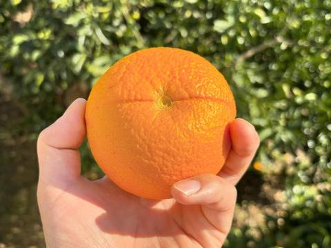 大人向け柑橘🍊サクサク感とbitterな苦味が癖になる【五月八朔】3㎏