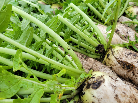 自然栽培認証ミニ大根2キロ