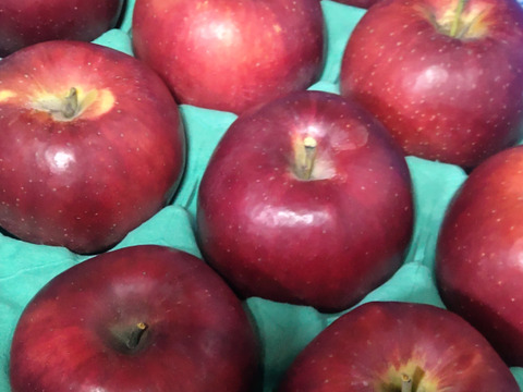 【希少品種】大玉りんご『すわっこ』10玉前後　約3kg