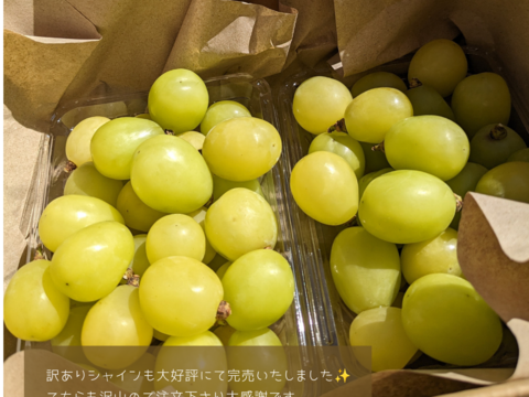 粒でも美味しいシャインマスカット粒パック1kg