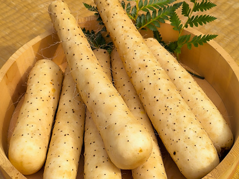 【使い切りセット】ネバリスター1kg＆短形自然薯1kg｜粘りの違いを楽しむ