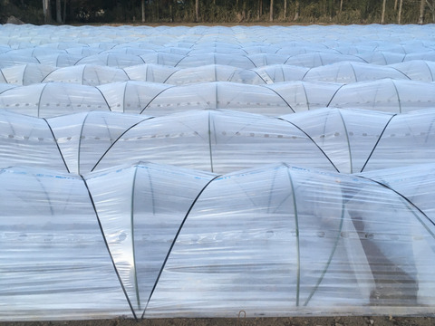 ほうれん草（200g x 3袋）+ 小松菜（250g x 2袋）　＜農薬・化学肥料不使用＞