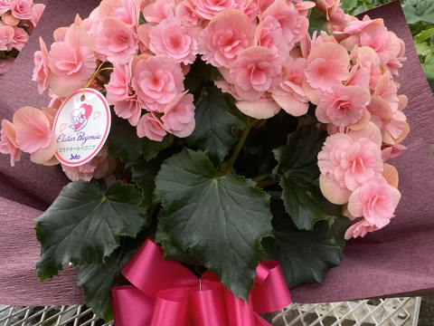 【贈答用】暑さに強い品種、夏におすすめ！エラチオールベゴニア【ベルセバライトピンク】５寸