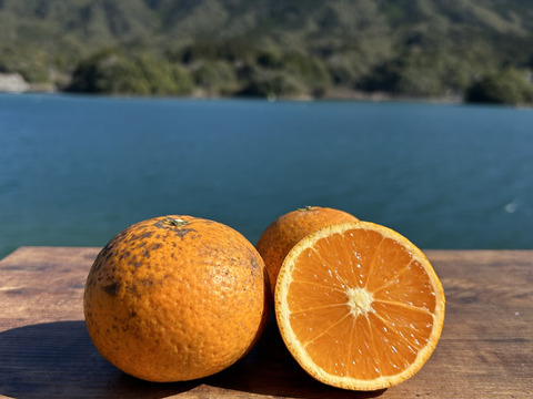 天草の宝石箱！栽培期間中農薬不使用 5種の柑橘セット　箱込み4kg　（河内晩柑、紅河内晩柑、ゆず、ネーブルオレンジ、スイートスプリング）