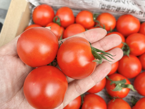 豊作特価⭐️甘くて柔らかい！中玉トマトフルティカ１キロ