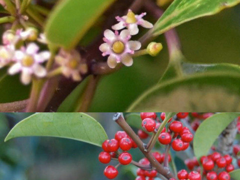 牧之原HONEY 200gチューブセット