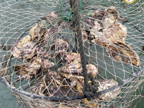 【4月限定・クマモトオイスターおまけ付き】天草の真牡蛎 <生食40個+ナイフ付き>