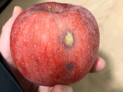りんご 春紅玉 (キズ有B品10㎏)