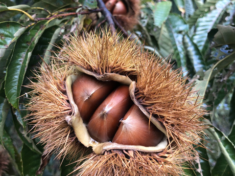 甘‼️【氷温熟成中】本場能勢栗“岸根（がんね）”2L🌰1kg 《11/19発送開始！》