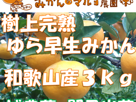 【樹上完熟】とっても甘い！ ゆら早生 菊みかん３kg 秀品【特別栽培認証】