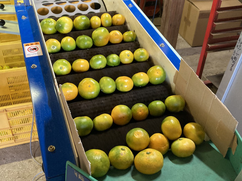 ゆら早生　箱込5kg　家庭用　山口岩国みかん　瀬戸内の恵み甘酸っぱいフレッシュなお味をお届けします！