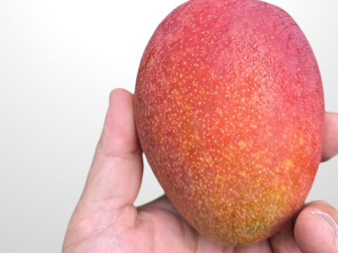 幻のキーツマンゴー、アップルマンゴーの完全無添加ピューレ（冷凍 各500g）、合計1kg