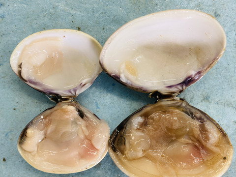 真空冷凍はまぐり　1個50〜70g   500g入り×1パック