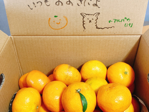 【朝市限定】S～Mサイズ混合2kg とみ子ばぁばの有田みかん　糖度13度以上＜有田産>