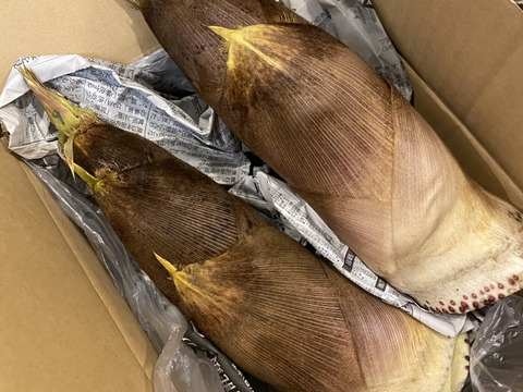 朝採れならぬ【午後採れ筍】を即発送★絶賛販売中★2kg箱サイズ(日にち指定不可、時間指定OK)