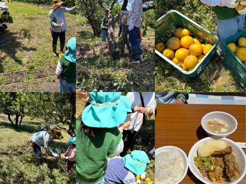 【日本の柑橘】生搾り果汁100%ストレートジュース（天草特産 河内晩柑）無添加 栽培期間中農薬、化学肥料不使用