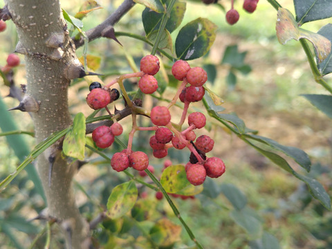 【国産有機】花椒（ホアジャオ）　南アルプスのオーガニック・ドライハーブ