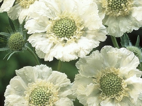 2個セット スカビオサ パーフェクタアルバ ホワイトガーデン イングリッシュガーデン 花苗 多年草 宿根草