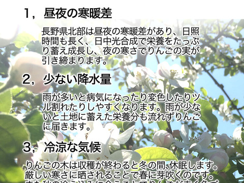 【家庭用】シナノホッペ 約1.8kg(4-12玉) 長野生まれの希少なりんご 11月上旬頃発送開始予定 #NAH0B018