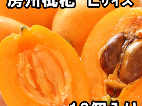 6月上旬～中旬発送『房州びわ/枇杷 Lサイズ12個入り』南房総市産の大実の枇杷を農家から