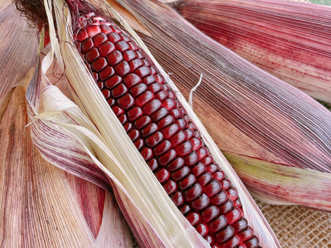 もちもち新食感のとうもろこし！「もちもち太郎パープル」6本