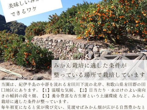 農家直送！きよみオレンジ　無選別7.5kg  【平武農園】〜蛍飛ぶ町から旬の便り〜　和歌山｜有田｜田口｜ギフト