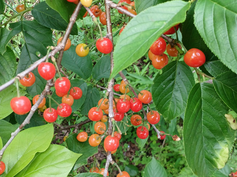下　自然栽培の暖地さくらんぼ300粒80サイズクール便サクランボ