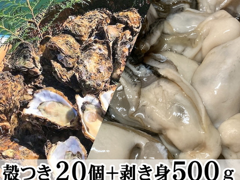 三重県産 浦村かき  むき身500g＋殻付き20個 ×3箱
（1箱あたり、約2.7kg前後、4～5人前）
【贈り物】【生牡蠣】【生食用】 母の日父の日