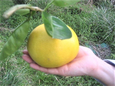 伊豆の朝採りグレープフルーツホワイト 農薬 肥料 除草剤 全て不使用