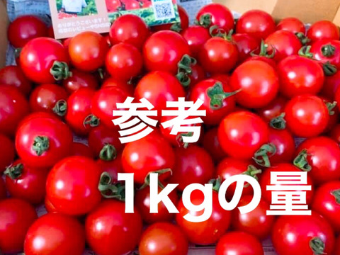 八ヶ岳産トマト　約２kg（こくがあって味濃いめ！お子様も食べやすい！）