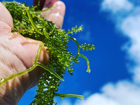 【夜市限定】20%増量　✴︎人気No.1✴︎生海ぶどう(茎付き) 1kg →1.2kg