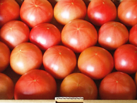 【お試し】パンチのある大玉トマト（2kg箱）