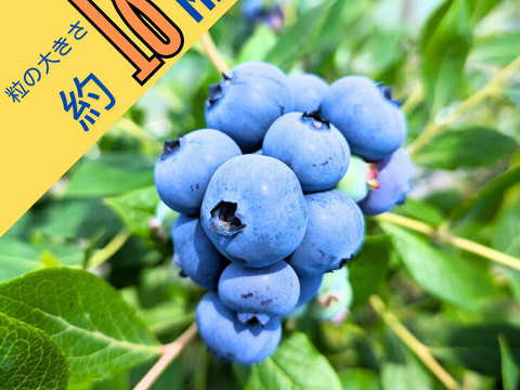 【中粒】コスパ重視！甘くて大きなブルーベリー！125g × 8P