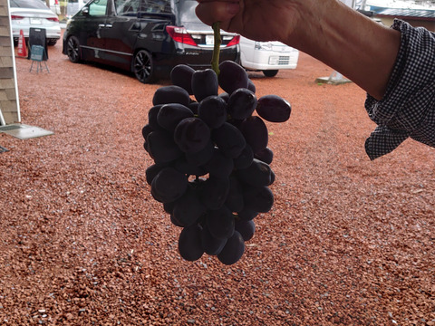 超希少！糖度20度超え話題沸騰【富士輝き】一房600g以上　2房入