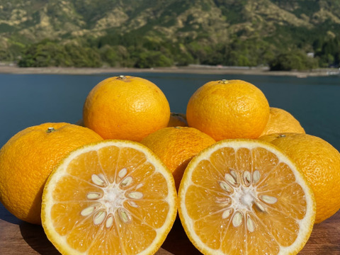 箱込み12kg 紅河内晩柑&甘夏　栽培期間中に農薬、化学肥料不使用 柑橘セット【柑橘食べ比べ】