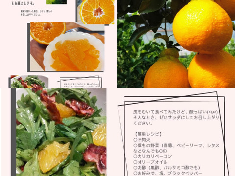 数量限定[お歳暮] 冬の味覚【不知火柑】大人気！熊本名産初モノ加温栽培！９～10玉 化粧箱  [贈答] [自宅用] にどうぞ！ とっても爽やかジューシー♪ 【冬ギフト】