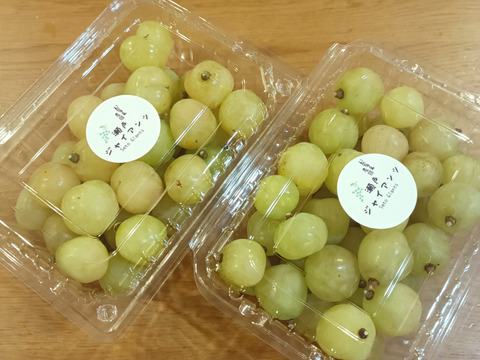瀬戸ジャイアンツ粒1kg、シャインマスカット粒2kgセット