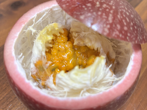 贈答用‼︎南国のパッションフルーツ‼︎5個入り