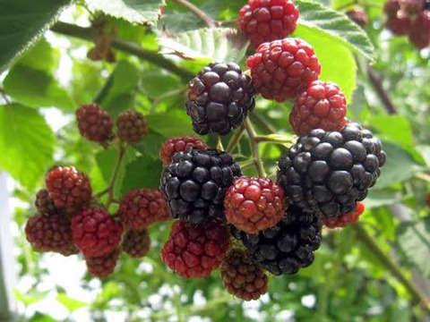 【希少】採れたてをすぐに冷凍！国産冷凍ブラックベリー（500g）