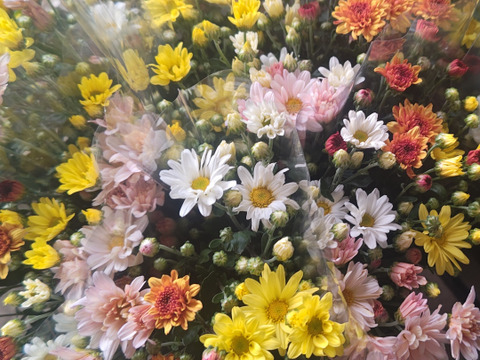 季節のお花！小菊 おまかせ30 本セット 仏花