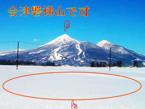 甘い！雪下キャベツ　5ｋｇ（2-4玉）