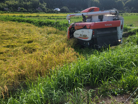 ROOT迎春セット　縁起の良い正月飾り(亀) 1個とサツマイモ『べにはるか(大小込み)』3kg　御節料理の栗きんとんにも最適！！　千葉県いすみ市