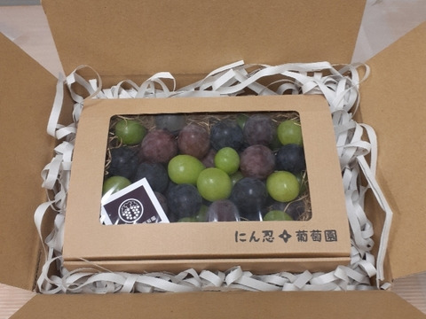 一箱　忍まるギフトBOX　約600g　
葡萄　ぶどう　粒ぶどう　ご褒美　贈答用　贈り物　ギフト　にん忍葡萄園　※ご購入から１日～７日以内に発送