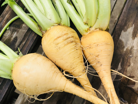 朝採れ発送＊珍しい金色のかぶ＊茎付き3kg